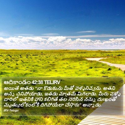 ఆదికాండం 42:38 TELIRV Bible Verse Image