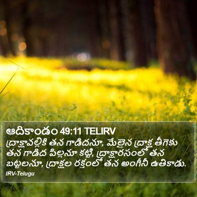 ఆదికాండం 49:11 TELIRV Bible Verse Image