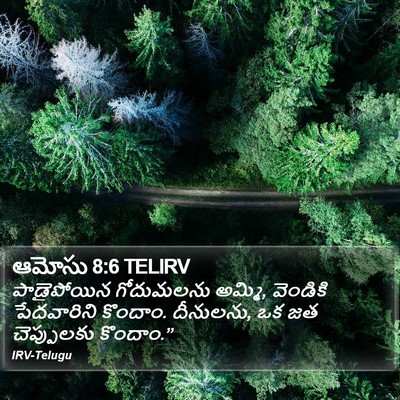 ఆమోసు 8:6 TELIRV Bible Verse Image