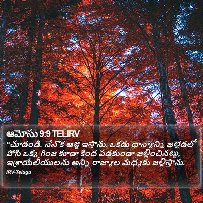 ఆమోసు 9:9 TELIRV Bible Verse Image