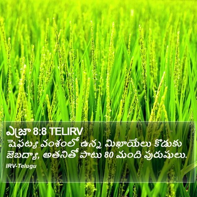 ఎజ్రా 8:8 TELIRV Bible Verse Image