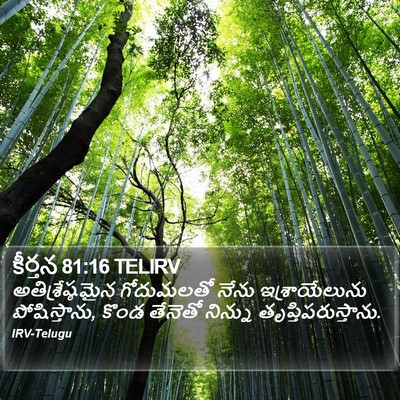 కీర్తన 81:16 TELIRV Bible Verse Image