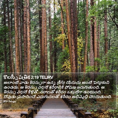 కొలస్సీ పత్రిక 2:19 TELIRV Bible Verse Image
