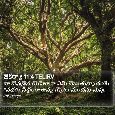 జెకర్యా 11:4 TELIRV Bible Verse Image