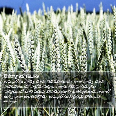 జెకర్యా 9:5 TELIRV Bible Verse Image