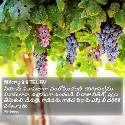 జెకర్యా 9:9 TELIRV Bible Verse Image
