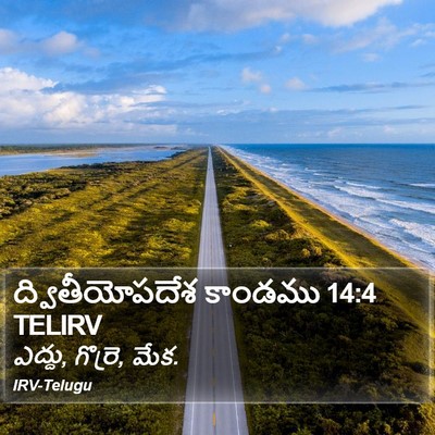 ద్వితీయోపదేశ కాండము 14:4 TELIRV Bible Verse Image