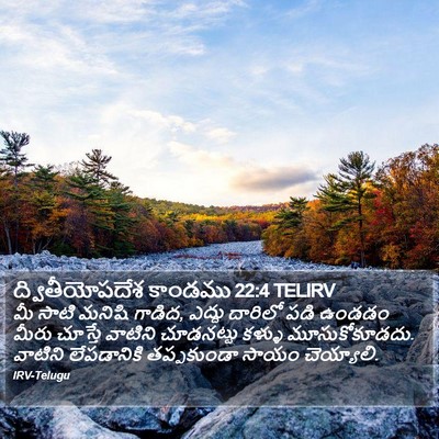 ద్వితీయోపదేశ కాండము 22:4 TELIRV Bible Verse Image