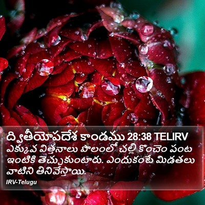 ద్వితీయోపదేశ కాండము 28:38 TELIRV Bible Verse Image