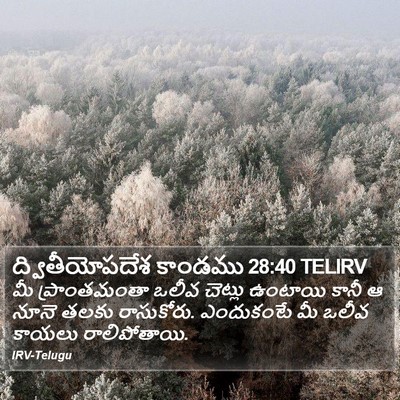 ద్వితీయోపదేశ కాండము 28:40 TELIRV Bible Verse Image