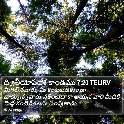 ద్వితీయోపదేశ కాండము 7:20 TELIRV Bible Verse Image