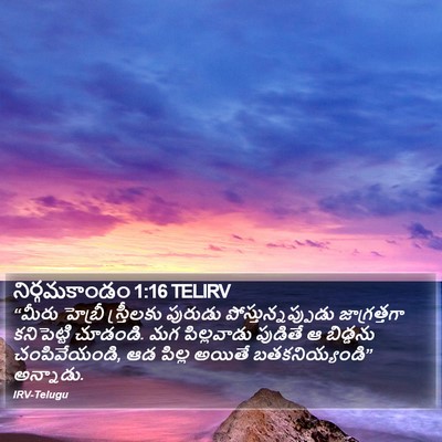 నిర్గమకాండం 1:16 TELIRV Bible Verse Image