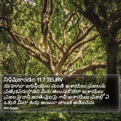 నిర్గమకాండం 11:7 TELIRV Bible Verse Image