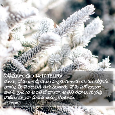 నిర్గమకాండం 14:17 TELIRV Bible Verse Image