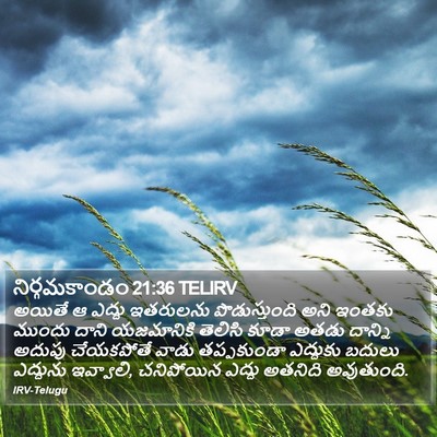 నిర్గమకాండం 21:36 TELIRV Bible Verse Image