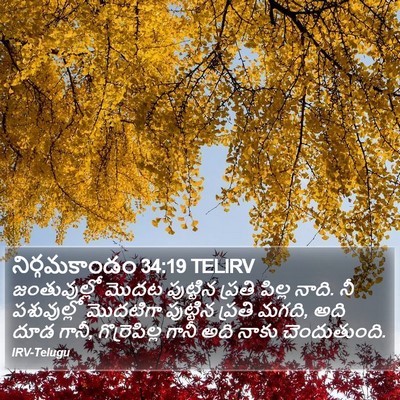నిర్గమకాండం 34:19 TELIRV Bible Verse Image