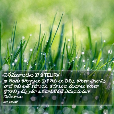 నిర్గమకాండం 37:9 TELIRV Bible Verse Image