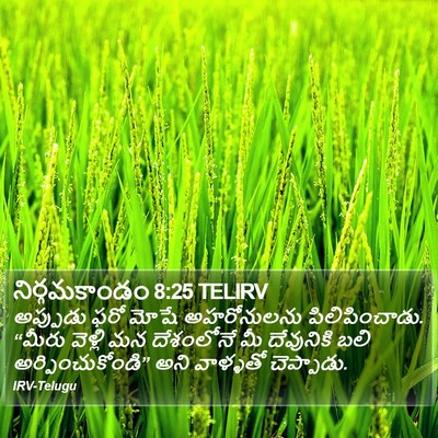 నిర్గమకాండం 8:25 TELIRV Bible Verse Image