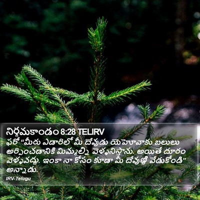 నిర్గమకాండం 8:28 TELIRV Bible Verse Image