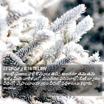 నెహెమ్యా 8:16 TELIRV Bible Verse Image