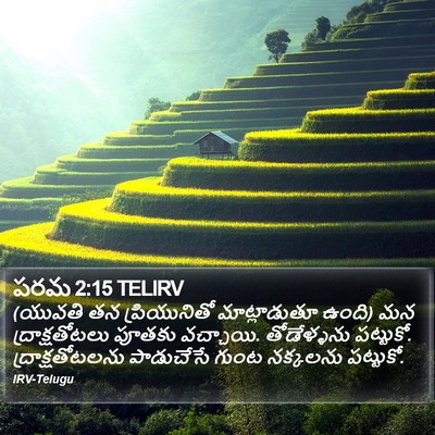 పరమ 2:15 TELIRV Bible Verse Image