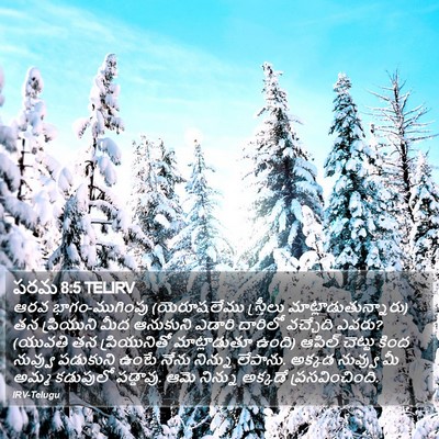 పరమ 8:5 TELIRV Bible Verse Image