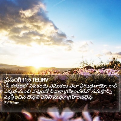 ప్రసంగి 11:5 TELIRV Bible Verse Image