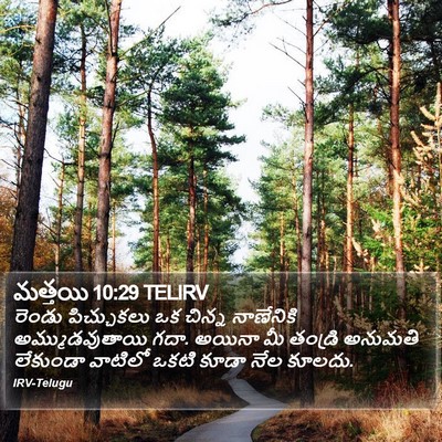మత్తయి 10:29 TELIRV Bible Verse Image