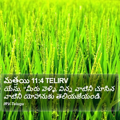 మత్తయి 11:4 TELIRV Bible Verse Image