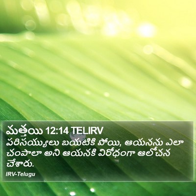 మత్తయి 12:14 TELIRV Bible Verse Image
