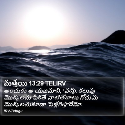 మత్తయి 13:29 TELIRV Bible Verse Image
