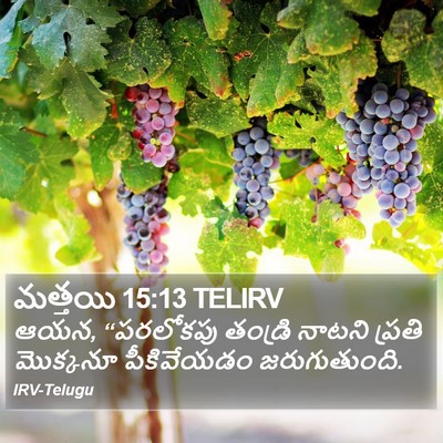 మత్తయి 15:13 TELIRV Bible Verse Image