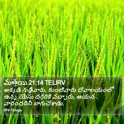 మత్తయి 21:14 TELIRV Bible Verse Image