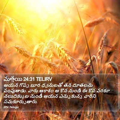 మత్తయి 24:31 TELIRV Bible Verse Image