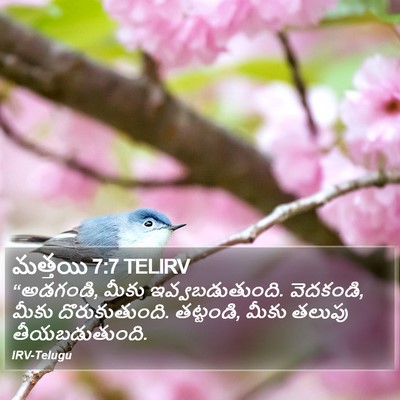 మత్తయి 7:7 TELIRV Bible Verse Image