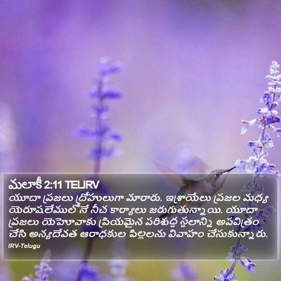 మలాకీ 2:11 TELIRV Bible Verse Image