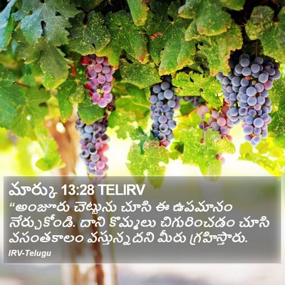 మార్కు 13:28 TELIRV Bible Verse Image