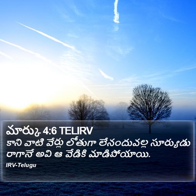 మార్కు 4:6 TELIRV Bible Verse Image
