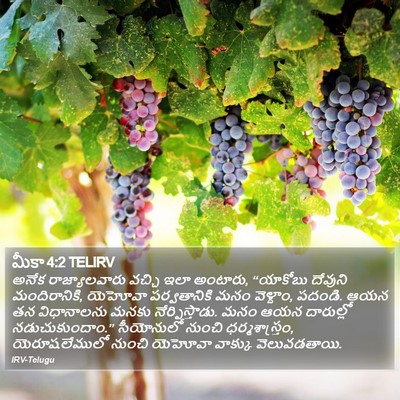 మీకా 4:2 TELIRV Bible Verse Image