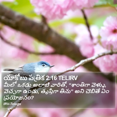 యాకోబు పత్రిక 2:16 TELIRV Bible Verse Image