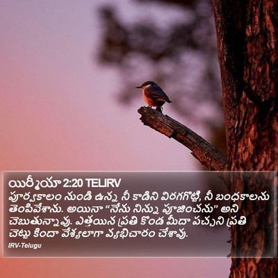 యిర్మీయా 2:20 TELIRV Bible Verse Image