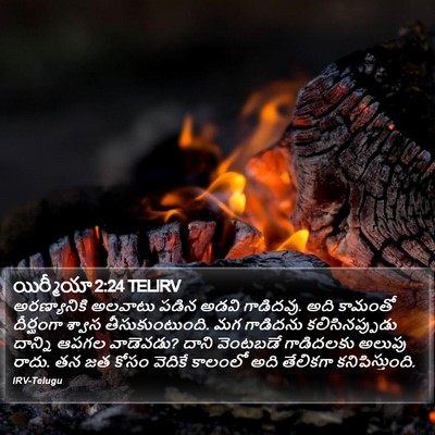 యిర్మీయా 2:24 TELIRV Bible Verse Image