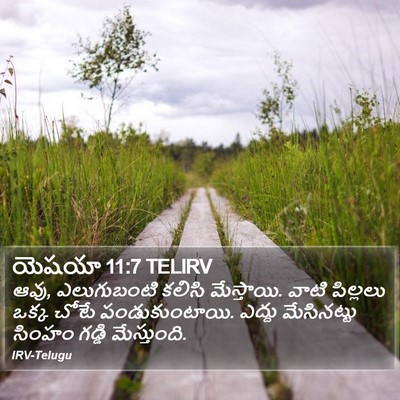 యెషయా 11:7 TELIRV Bible Verse Image