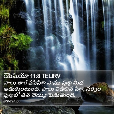 యెషయా 11:8 TELIRV Bible Verse Image