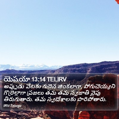 యెషయా 13:14 TELIRV Bible Verse Image