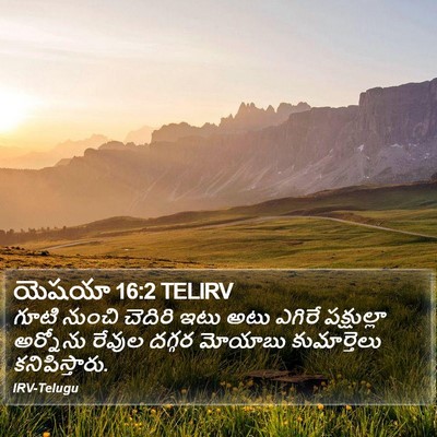 యెషయా 16:2 TELIRV Bible Verse Image