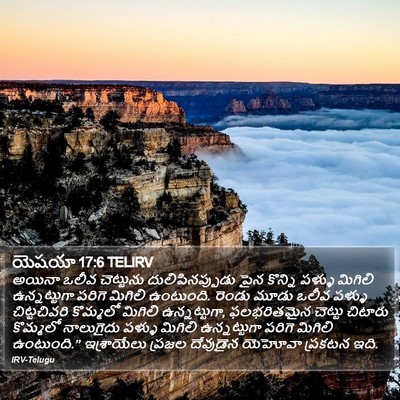 యెషయా 17:6 TELIRV Bible Verse Image