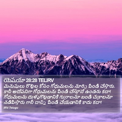 యెషయా 28:28 TELIRV Bible Verse Image