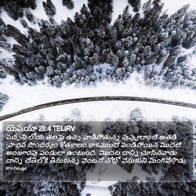 యెషయా 28:4 TELIRV Bible Verse Image