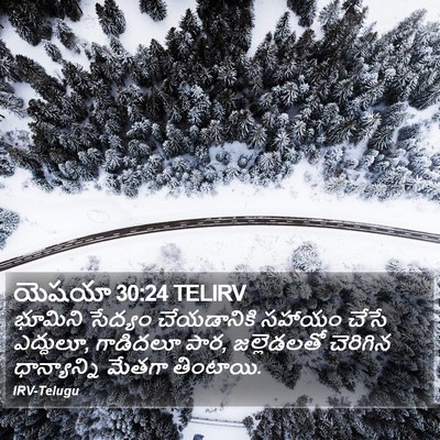 యెషయా 30:24 TELIRV Bible Verse Image
